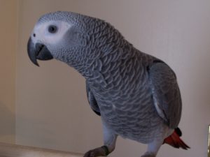 One of the stolen young grey parrots
