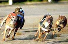 Greyhound racing