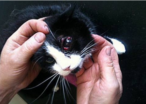 Judy the cat who was shot in the eye with a pellet gun