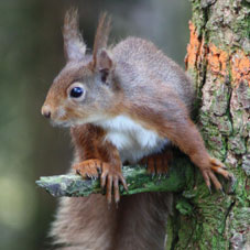 Red squirrel