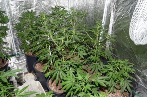 The cannabis factory uncovered by police in Muckamore, Co Antrim