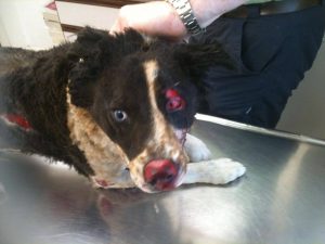 Cody the Colly dog who lost her fight for life two weeks after a thug set her on fire