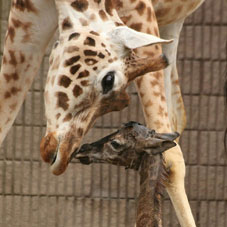 giraffe zoo