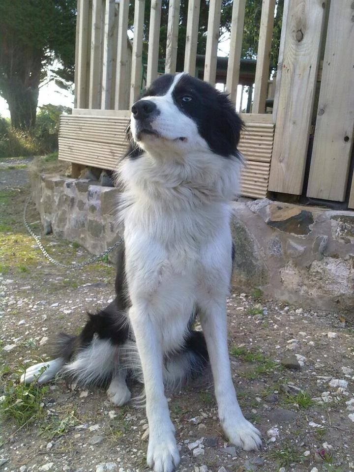 Beautiful Cody the Border Collie dog before the attack