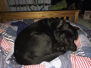 Kenya the black Labrador dog who was shot dead