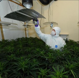 Police uncover 'sophisticated' cannabis factory