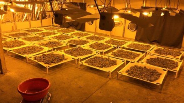 Hundreds of thousands of pounds worth of 'skunk ' cannabis seized by the PSNI