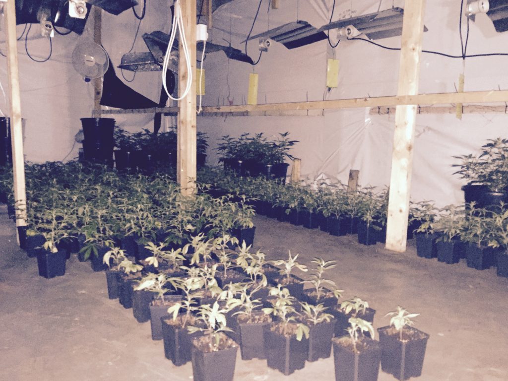 Cannabis plants seized from a house where a man in his 60s was arrested