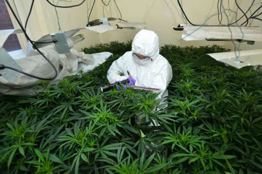 south belfast cannabis factory