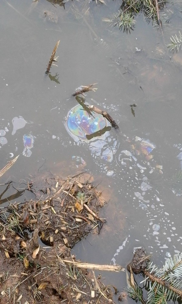 Oil visible in the water at Woodburn Forest