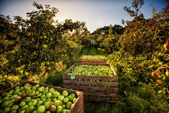 Armagh famous Bramley Apples