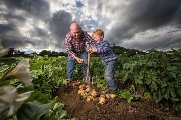 Comber Potatoes