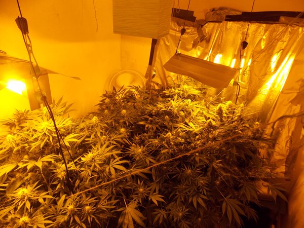 The cannabis factory in east Belfast where cops found a large growing operation