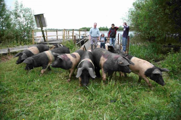 Fermanagh's famous black bacon